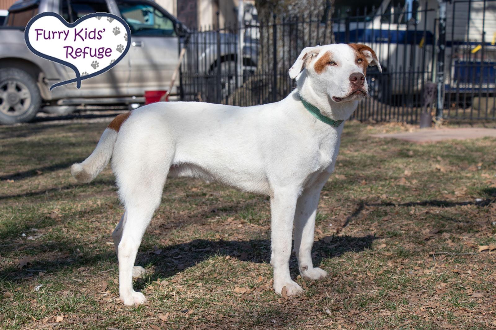 Enlarge Lego, a Adoptable mixed breed in Lee's Summit, MO image 3/3