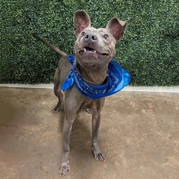 Enlarge Coast, a Adoptable mixed breed in Lexington, KY image 1/2