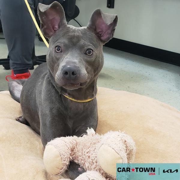 Enlarge Coast, a Adoptable mixed breed in Lexington, KY image 2/2