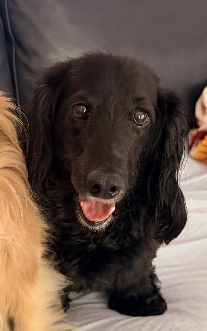 BB bonded to Abby, Adopted, Adult Female Dachshund.