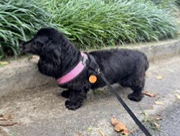 BB bonded to Abby, a Adopted Dachshund in Decatur, GA image 3/3