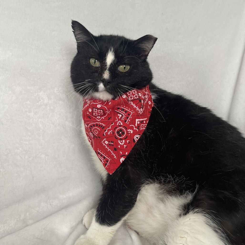 Enlarge Davey, a Adoptable Domestic Short Hair in Johnson City, TN image 1/3