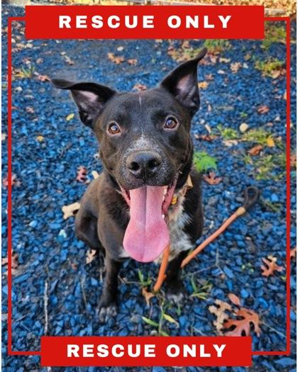 Enlarge MOOSE, a Adoptable mixed breed in Hamilton, NJ image 1/2