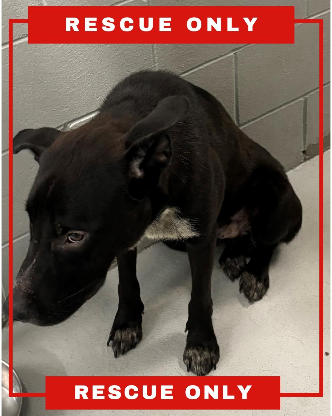 MOOSE, Adoptable, Adult Male German Shepherd Dog & Mixed Breed.