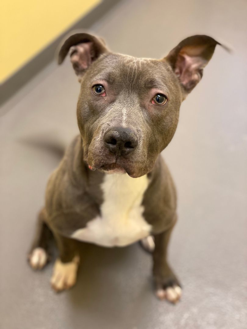 Zeus, a Adoptable Pit Bull Terrier in Pekin, IL image 2/4