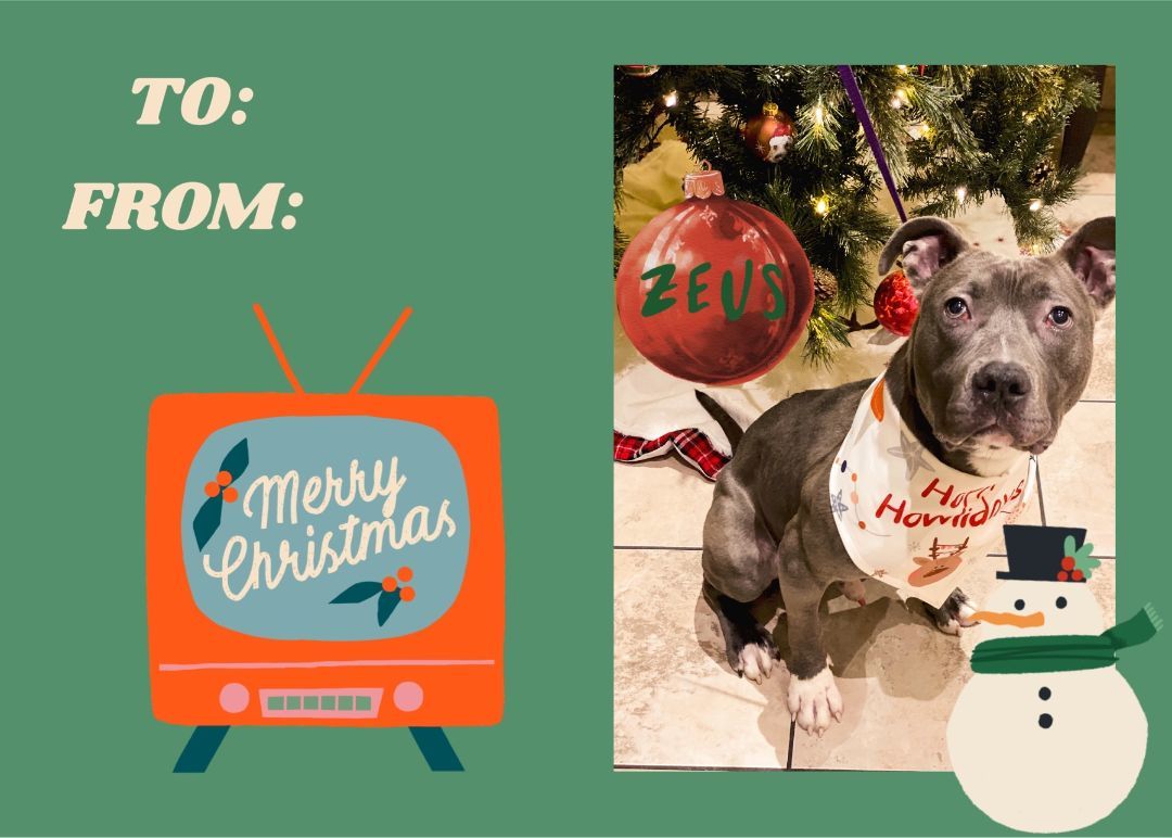 Zeus, a Adoptable Pit Bull Terrier in Pekin, IL image 3/4