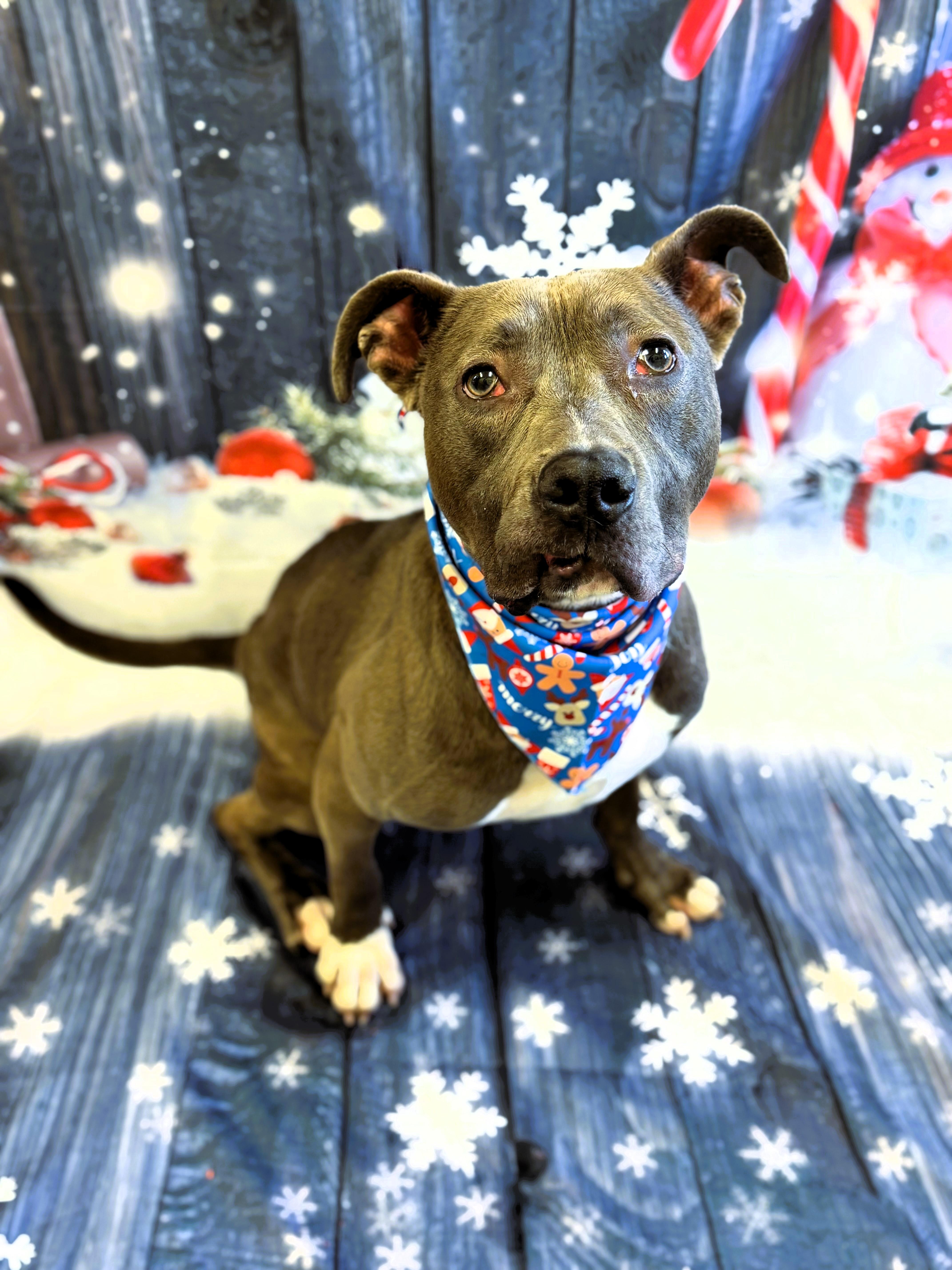 Zeus, a Adoptable Pit Bull Terrier in Pekin, IL image 4/4