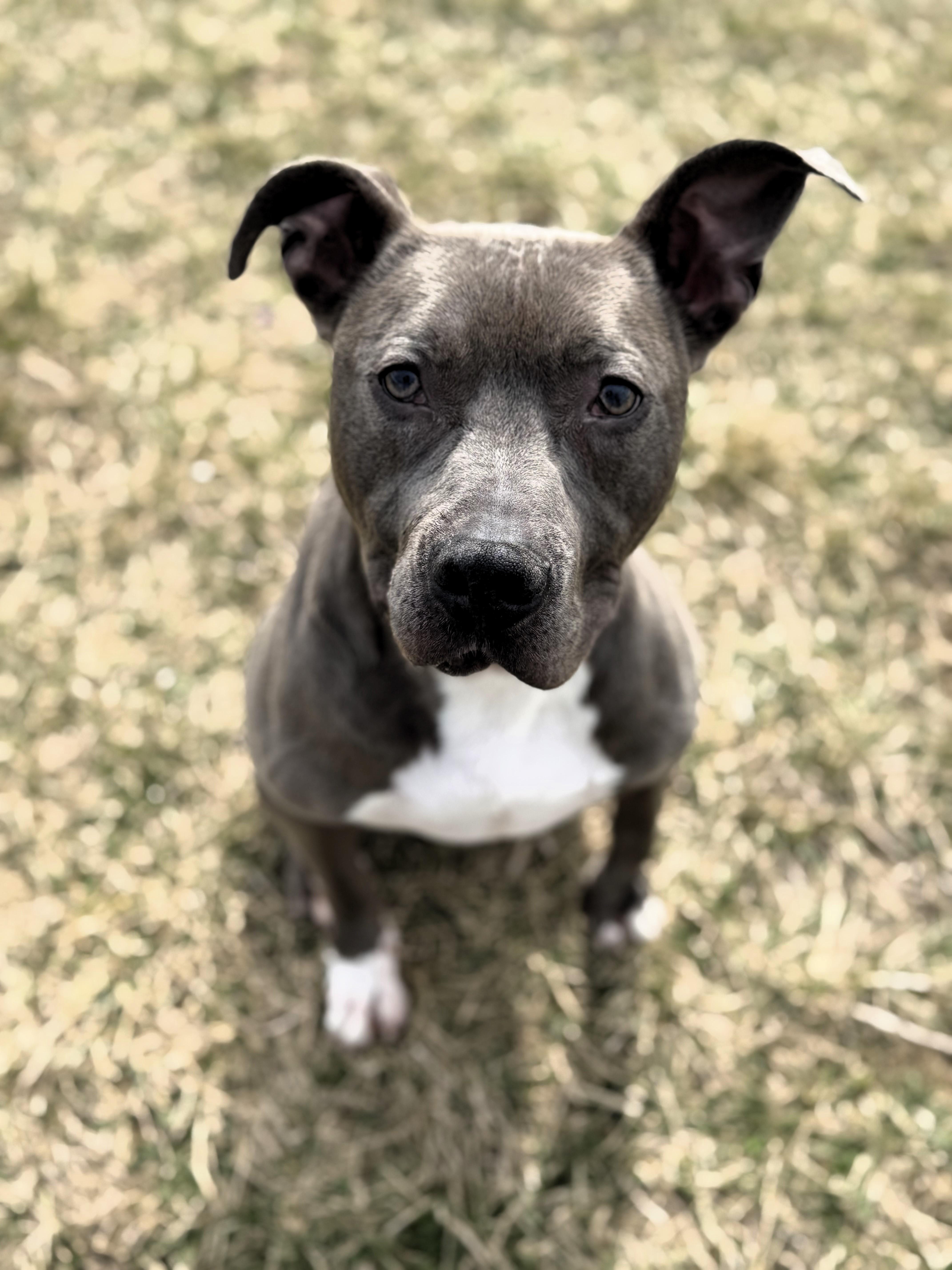 Zeus, Adult Male Pit Bull Terrier