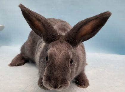 Vicki, Adoptable, Baby Female Havana.