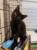 Candyland, a Adoptable mixed breed in Richmond Hill, ON image 1/3