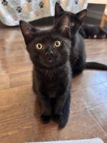 Candyland, Adoptable, Kitten Female Domestic Short Hair.