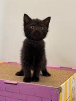 Candyland, a Adoptable mixed breed in Richmond Hill, ON image 3/3