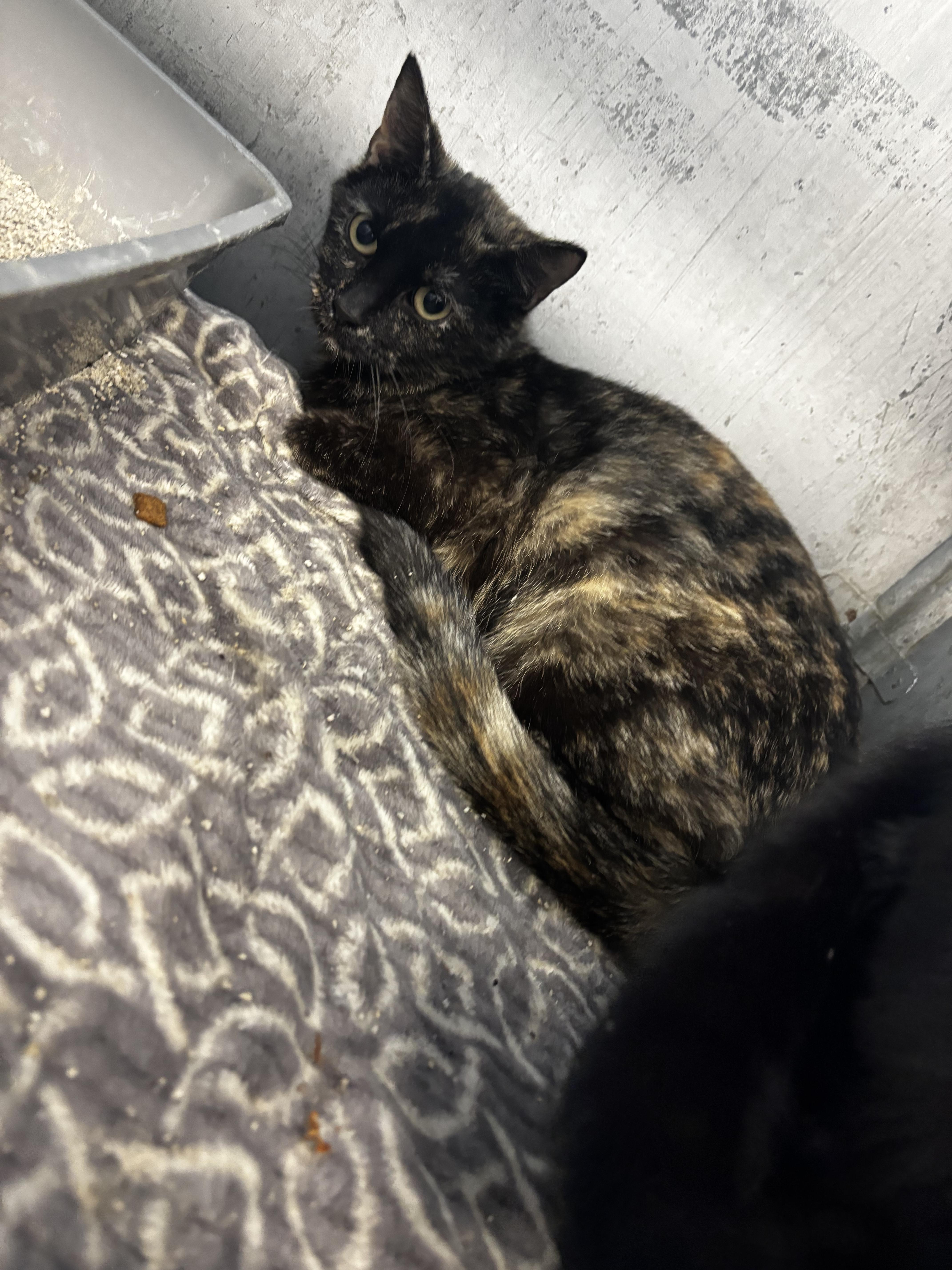 Enlarge Baby Spice , a ADOPTABLE Domestic Short Hair in Fort Madison, IA image 1/1