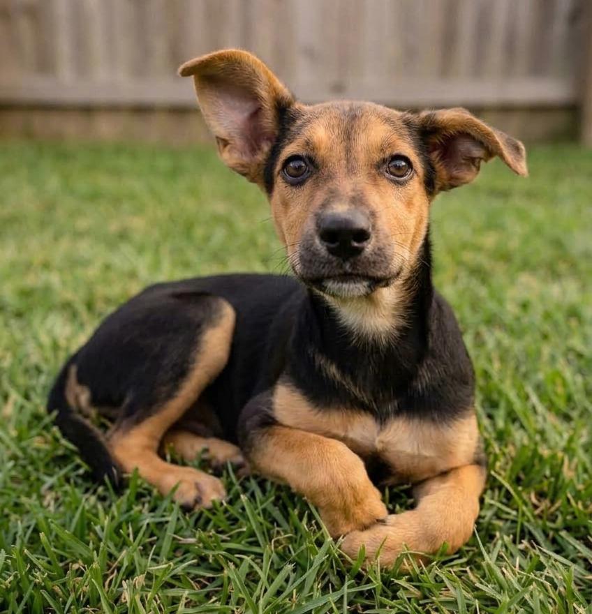 Enlarge Juliet, a Adoptable mixed breed in Crown Point, IN image 1/3