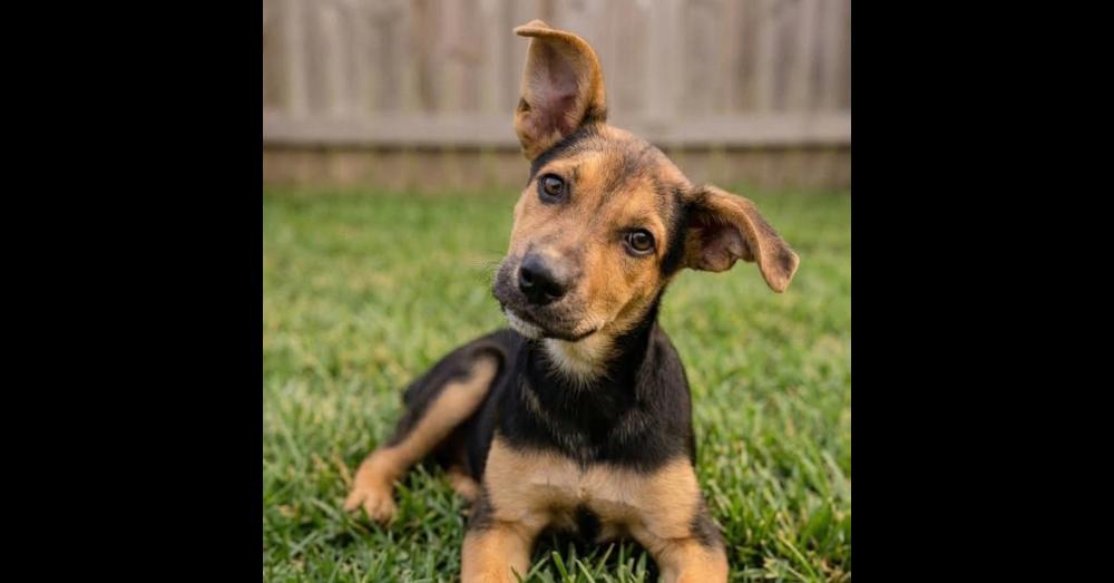 Enlarge Juliet, a Adoptable mixed breed in Crown Point, IN image 2/3