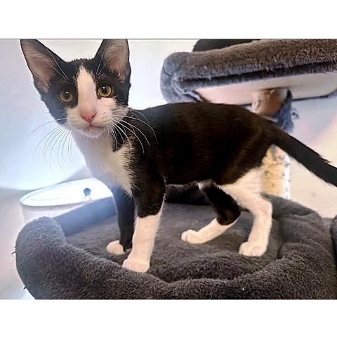 Milo Blk tux, ADOPTABLE, Kitten Male Domestic Short Hair.