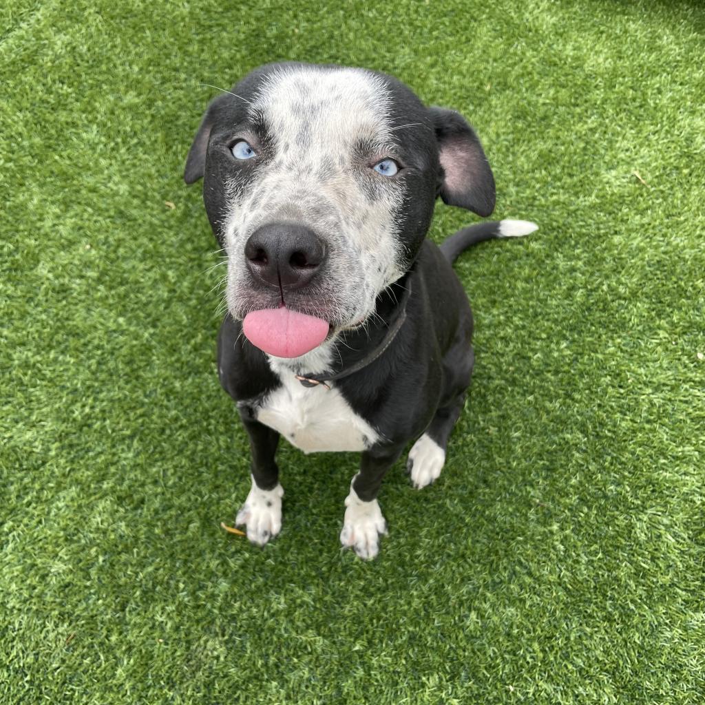 Demi, a Adoptable mixed breed in Dallas, TX image 1/6