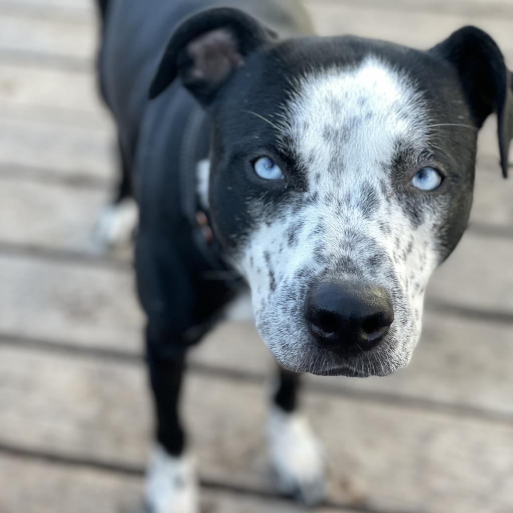 Demi, a Adoptable mixed breed in Dallas, TX image 2/6