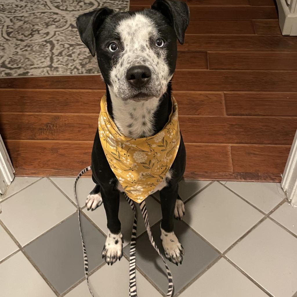 Demi, a Adoptable mixed breed in Dallas, TX image 3/6