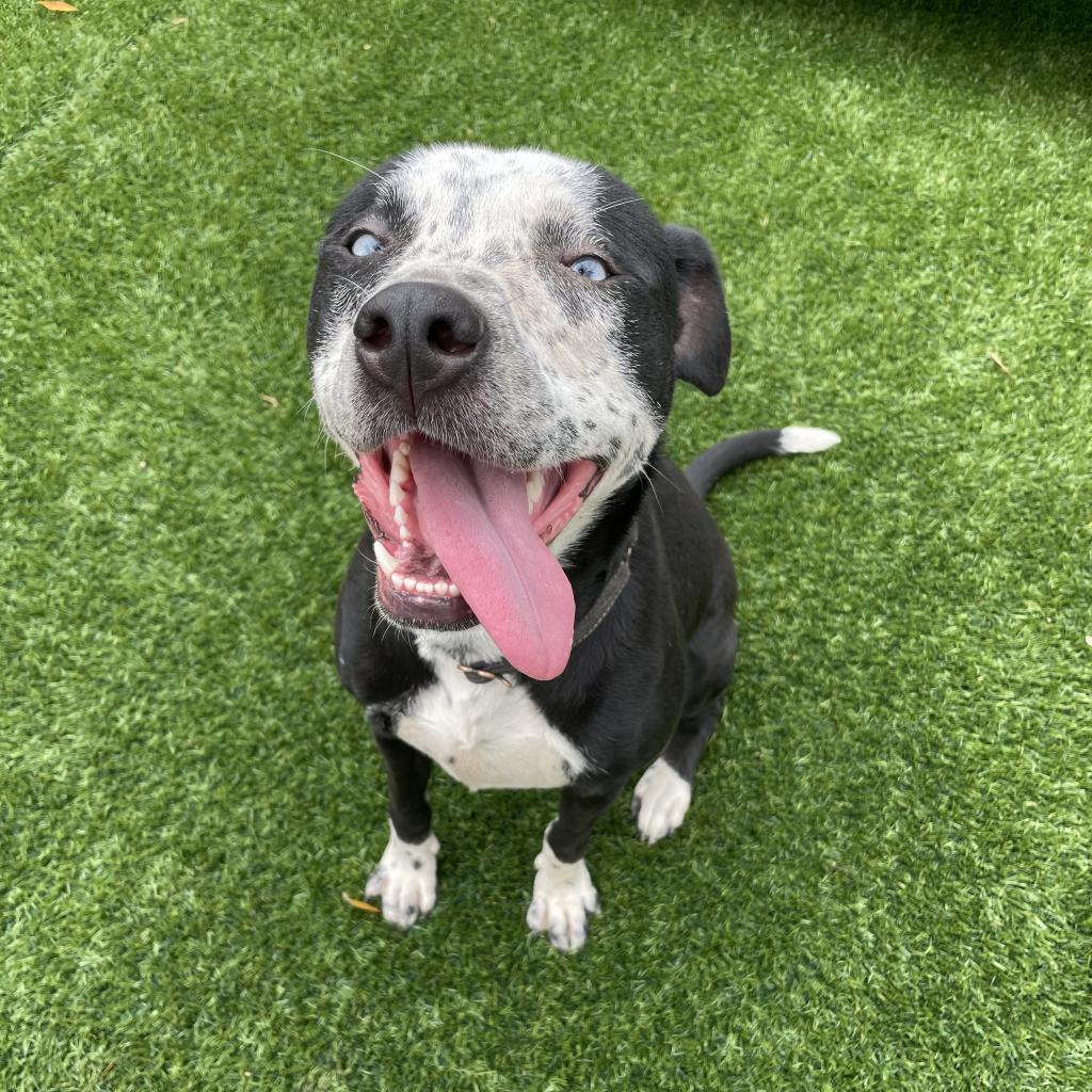 Demi, a Adoptable mixed breed in Dallas, TX image 4/6