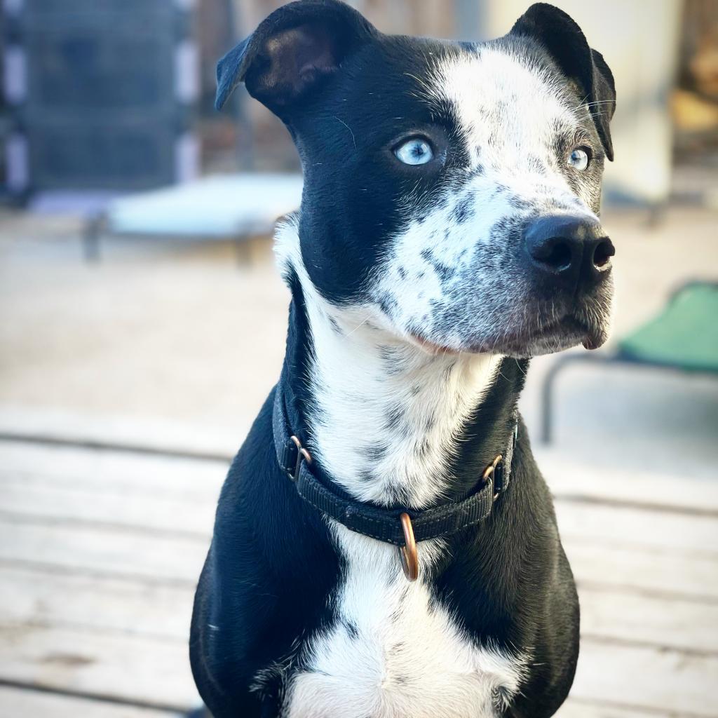 Demi, a Adoptable mixed breed in Dallas, TX image 5/6