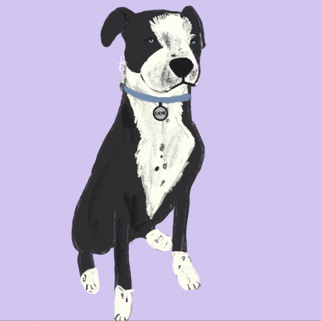 Demi, a Adoptable mixed breed in Dallas, TX image 6/6