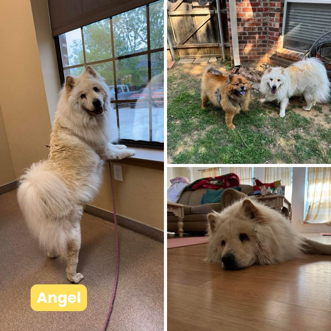 Angel, Adoptable, Adult Female Chow Chow & Samoyed.