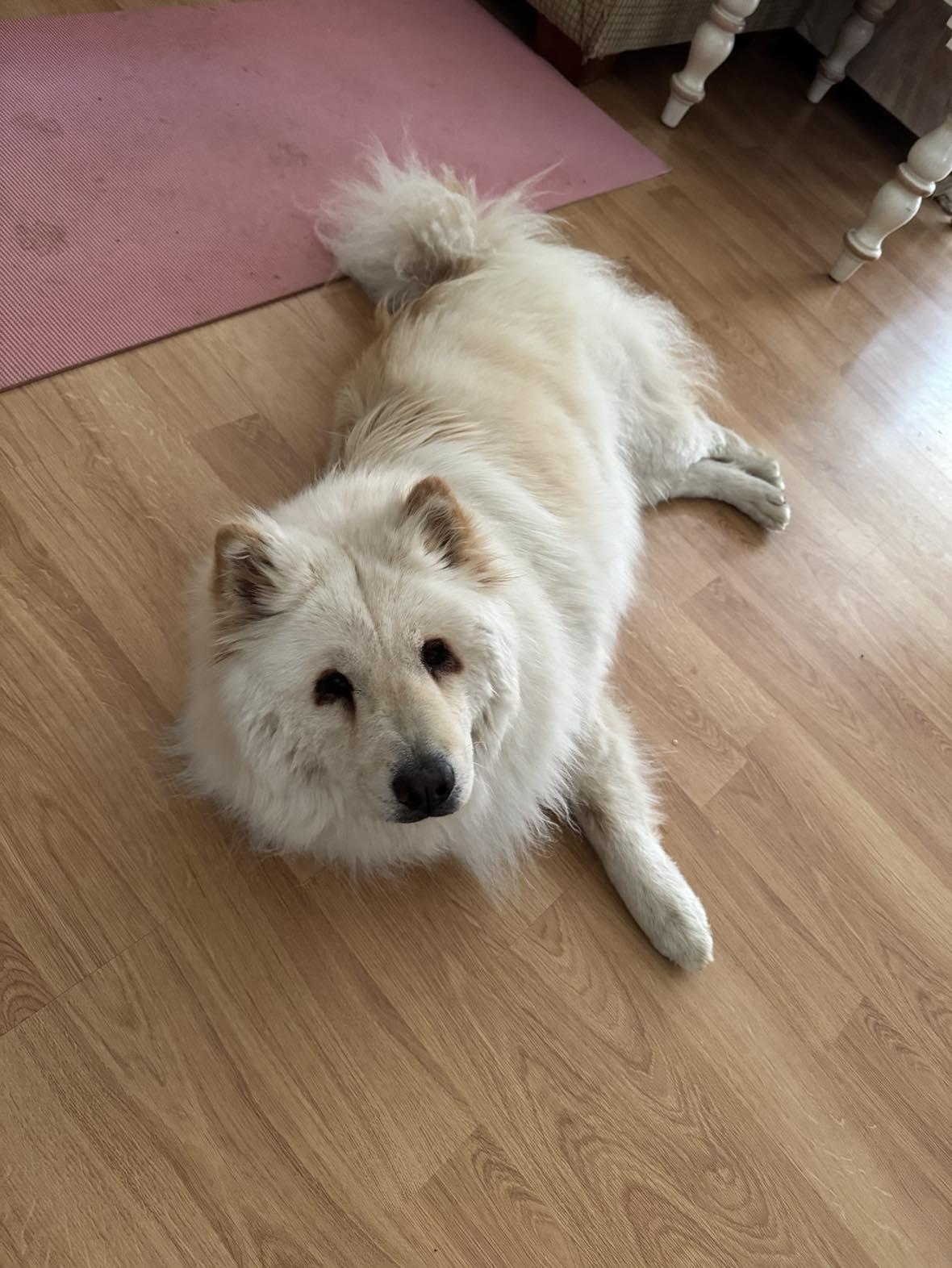 Angel, a Adoptable mixed breed in Houston, TX image 2/4