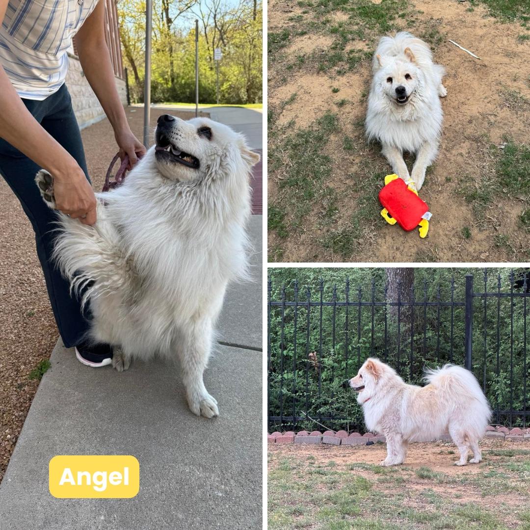 Angel, a Adoptable mixed breed in Houston, TX image 3/4