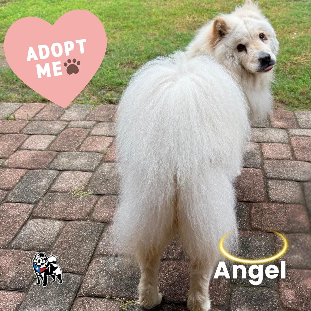 Angel, a Adoptable mixed breed in Houston, TX image 4/4
