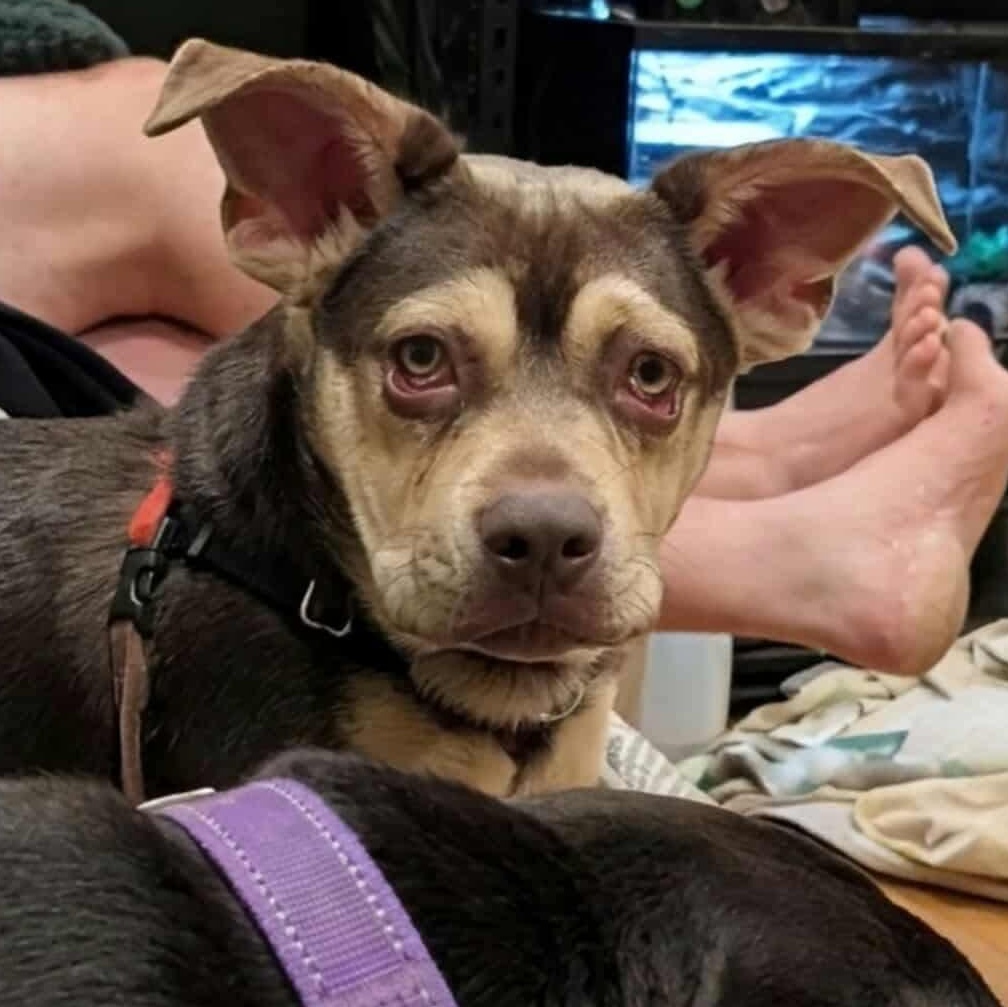 Sunny, a Adoptable mixed breed in Rochester, NY image 4/5