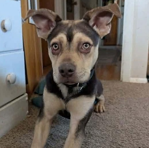 Enlarge Sunny, a Adoptable mixed breed in Rochester, NY image 1/5