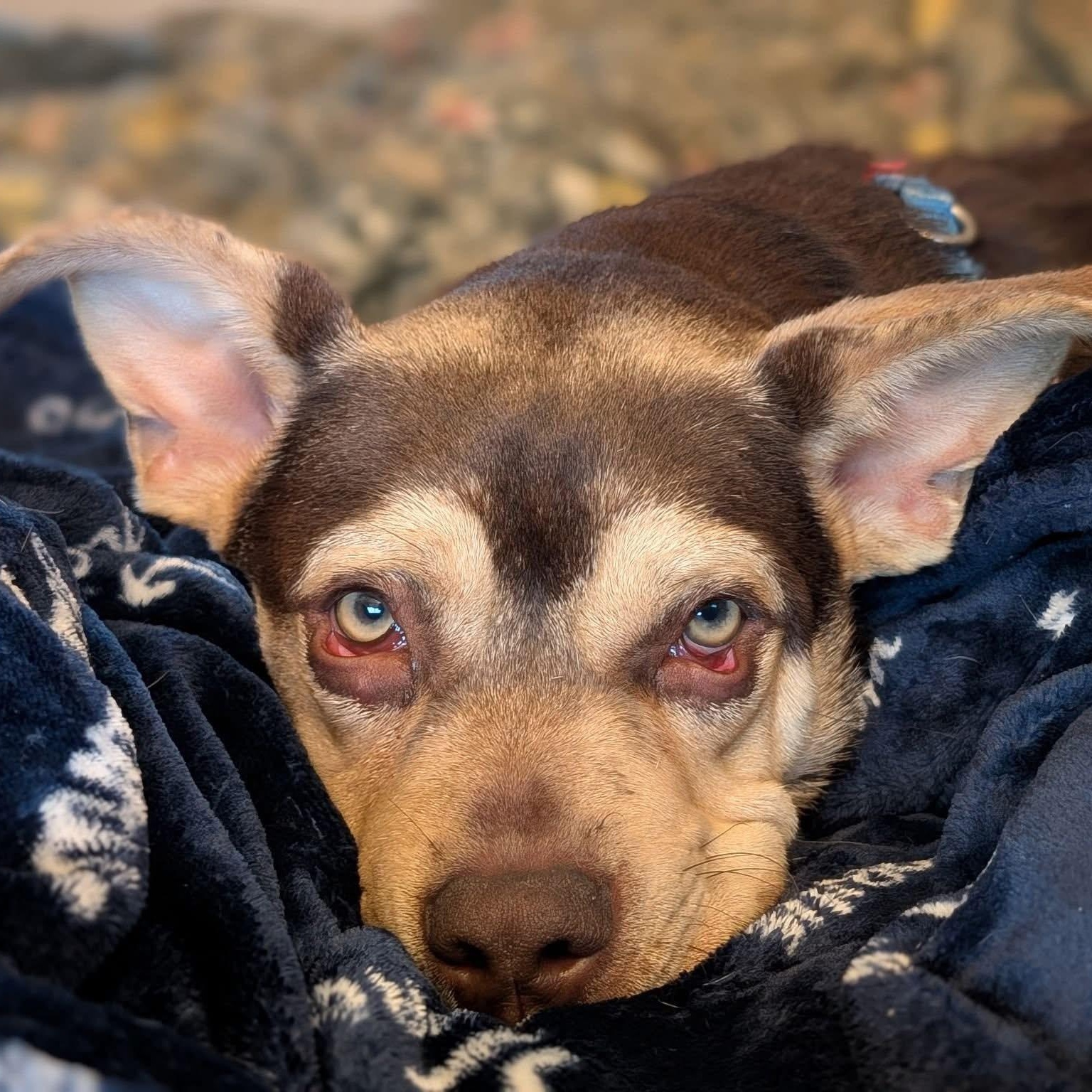 Sunny, a Adoptable mixed breed in Rochester, NY image 2/5