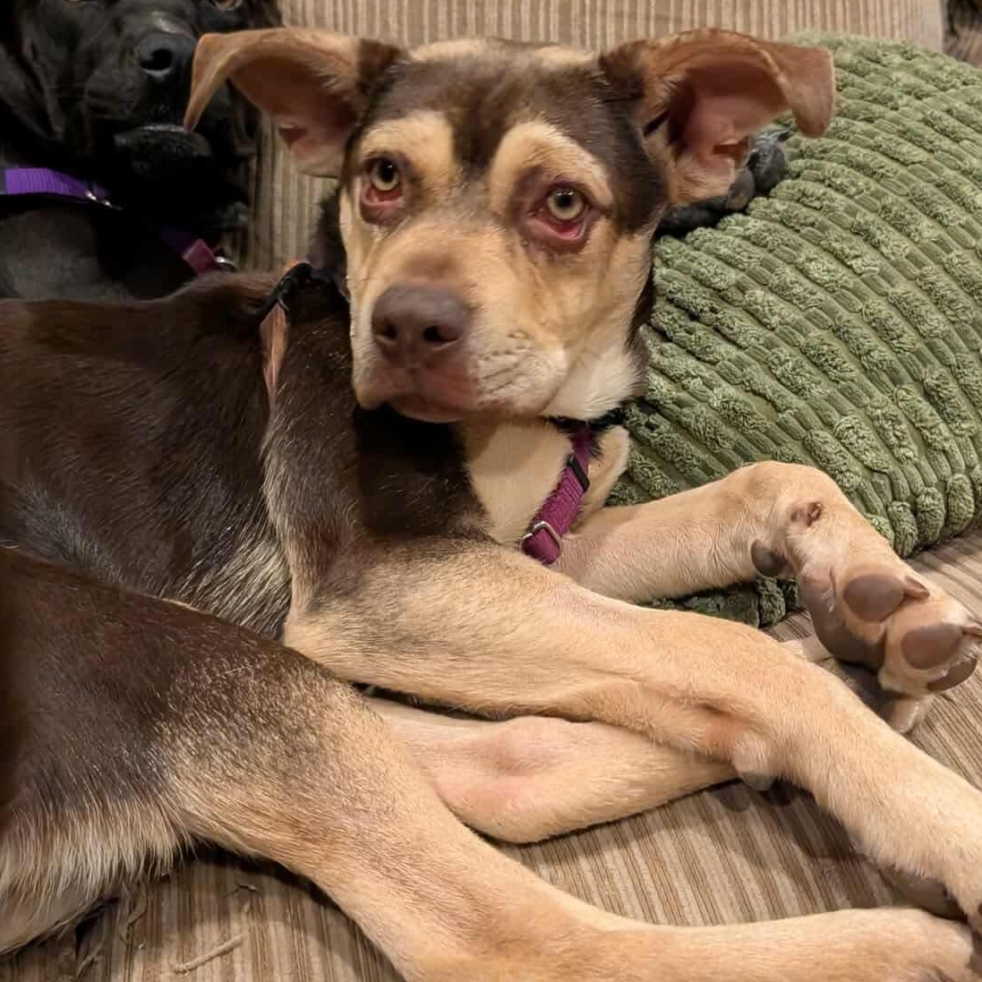 Sunny, Adoptable, Young Male Australian Cattle Dog / Blue Heeler & Pit Bull Terrier.