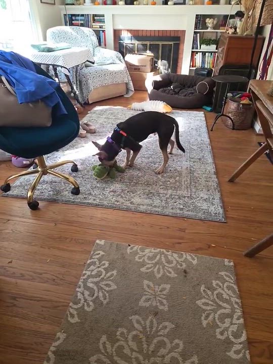 Enlarge Sunny, a Adoptable mixed breed in Rochester, NY video 3/5