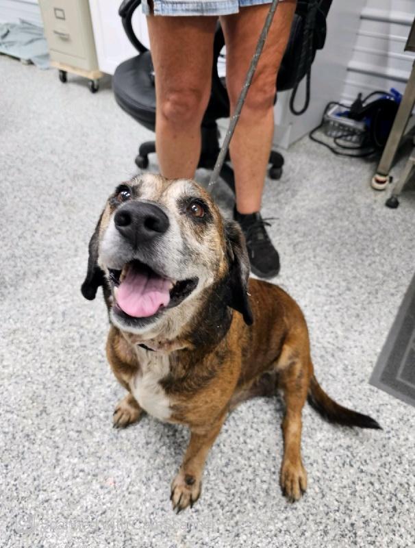 Enlarge Blue, a Adoptable mixed breed in Aurora, IL image 1/2