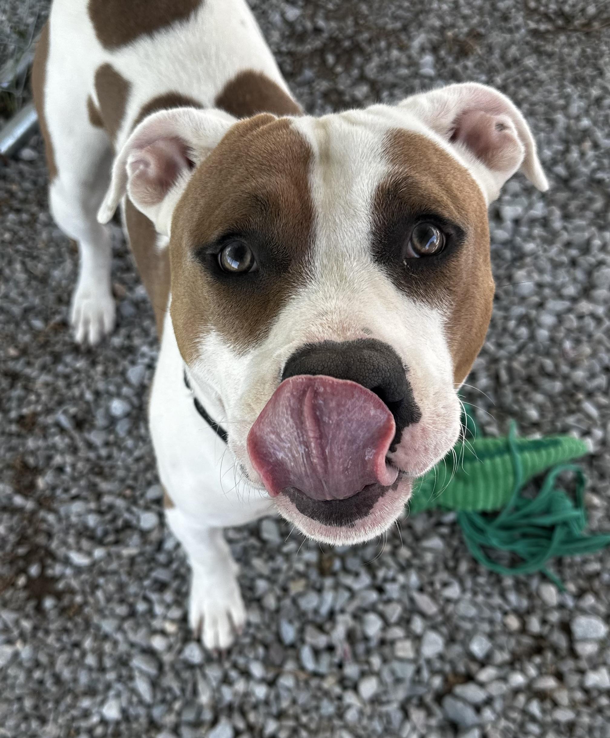 Atlas