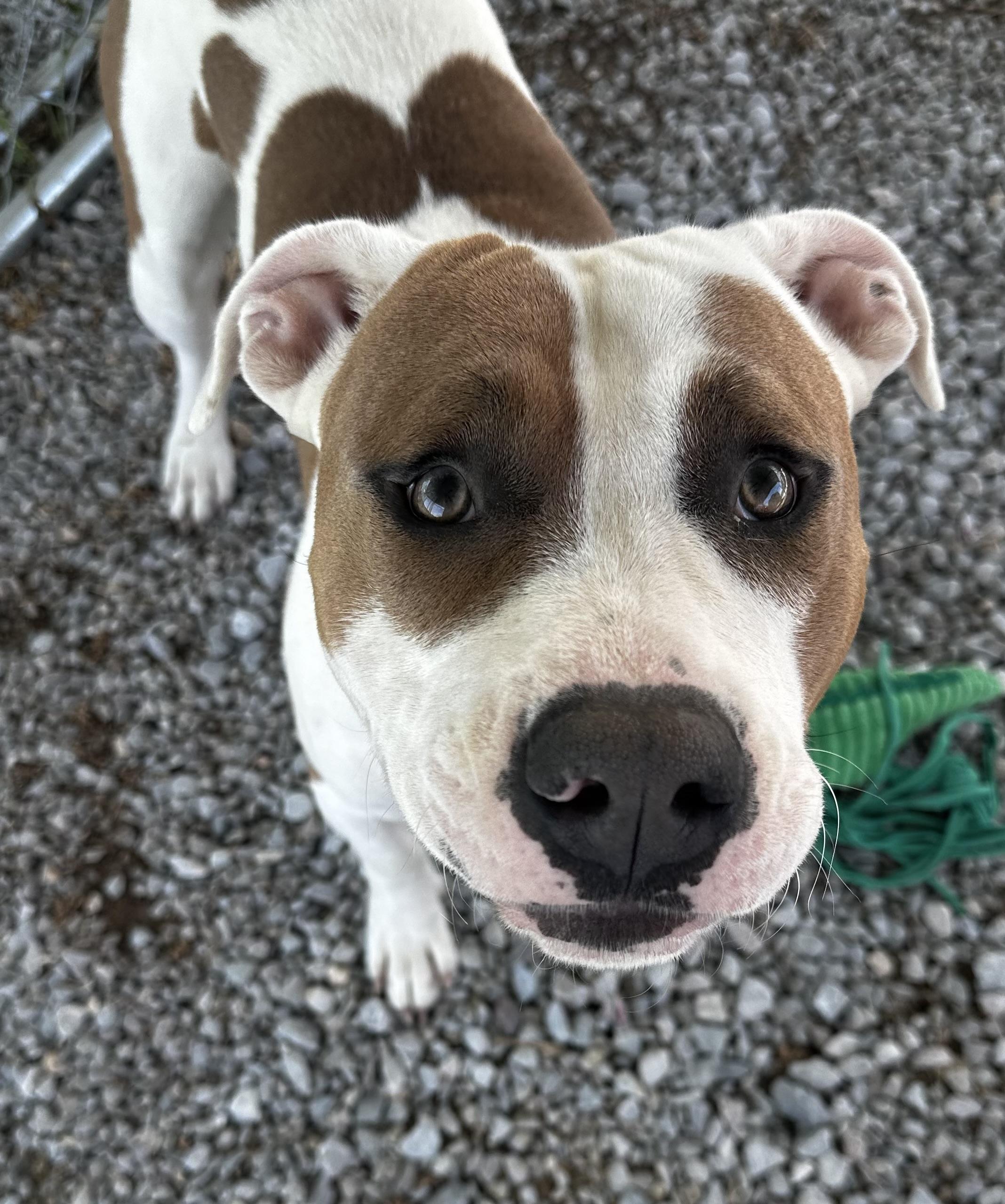 Atlas