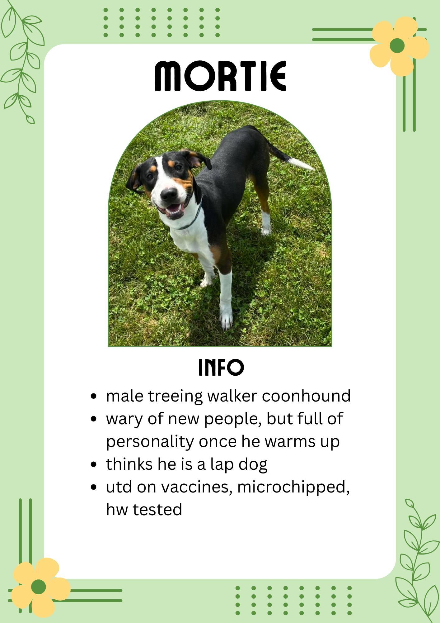 Mortie, adoptable, Young Male Hound & Mixed Breed.