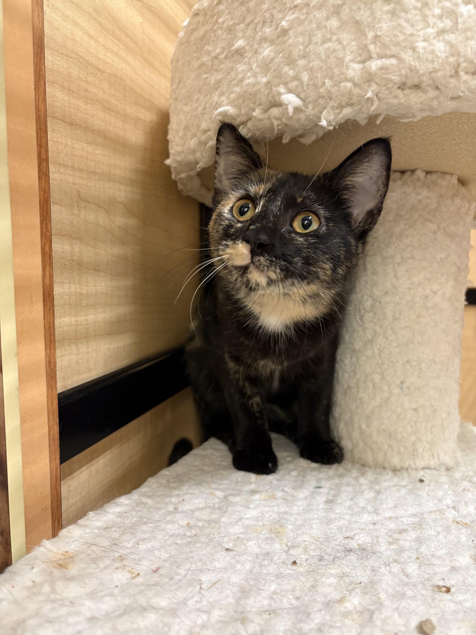 Eden, Adoptable, Kitten Female Domestic Short Hair & Tortoiseshell.