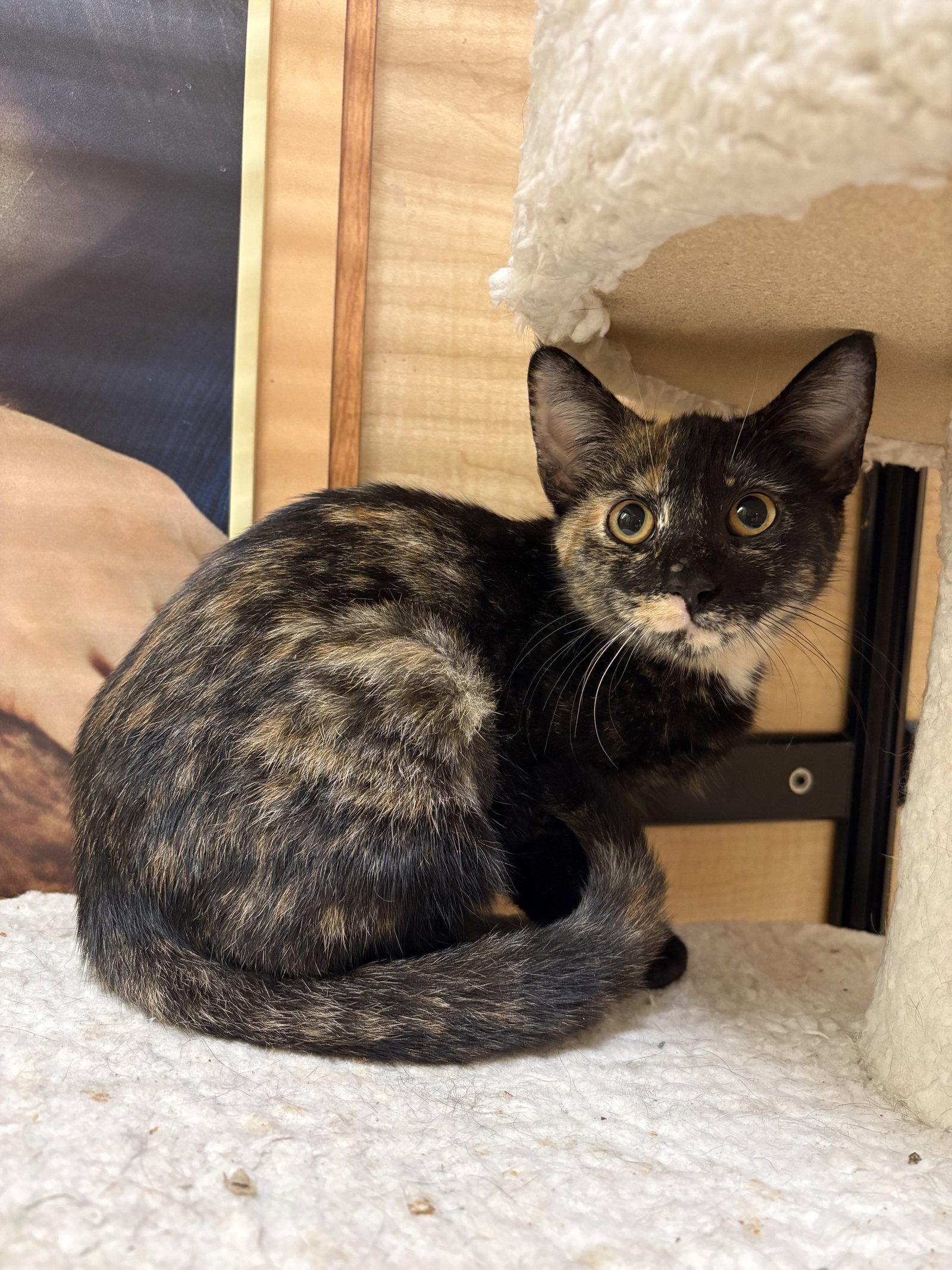 Enlarge Eden, a Adoptable mixed breed in Yardley, PA image 2/3