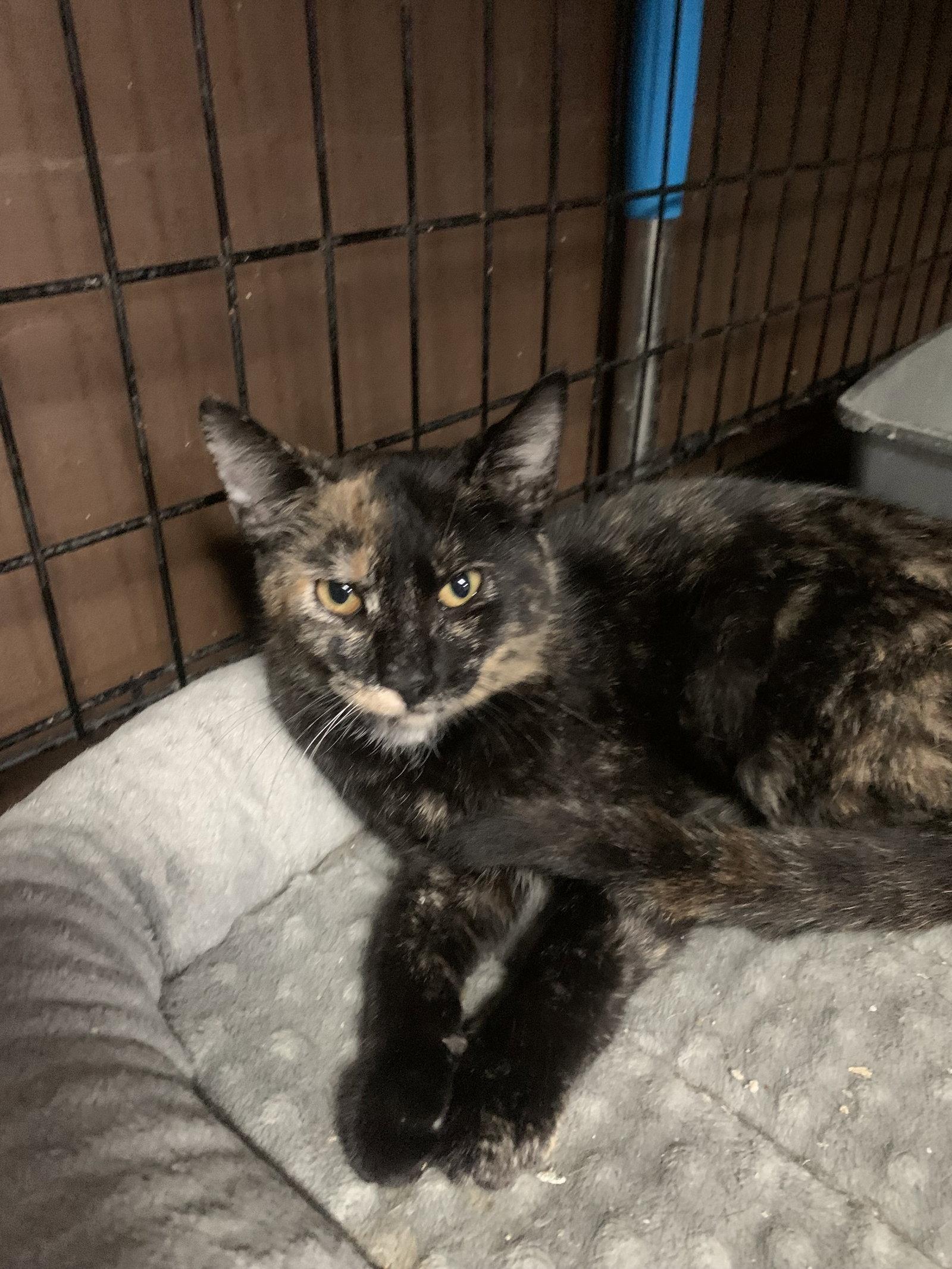 Enlarge Eden, a Adoptable mixed breed in Yardley, PA image 3/3