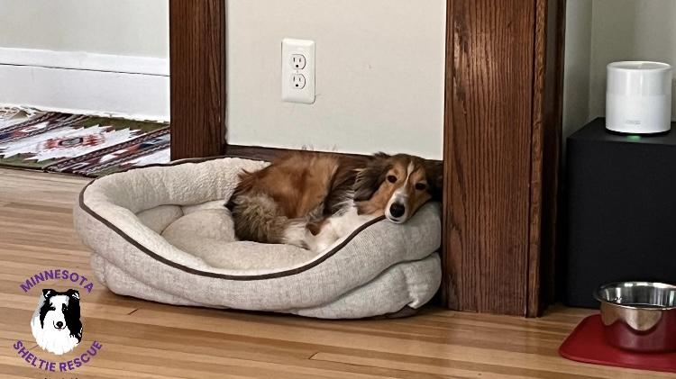 Sandy, Adopted, Young Female Shetland Sheepdog / Sheltie.