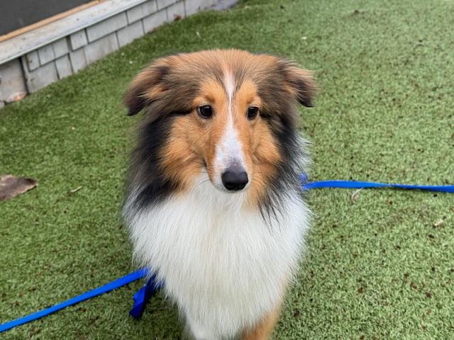 Sandy, a Adopted Shetland Sheepdog / Sheltie in Circle Pines, MN image 2/6