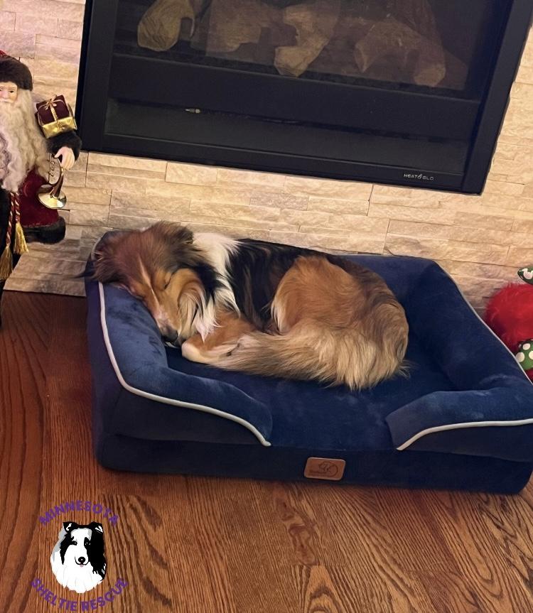 Sandy, a Adopted Shetland Sheepdog / Sheltie in Circle Pines, MN image 4/6