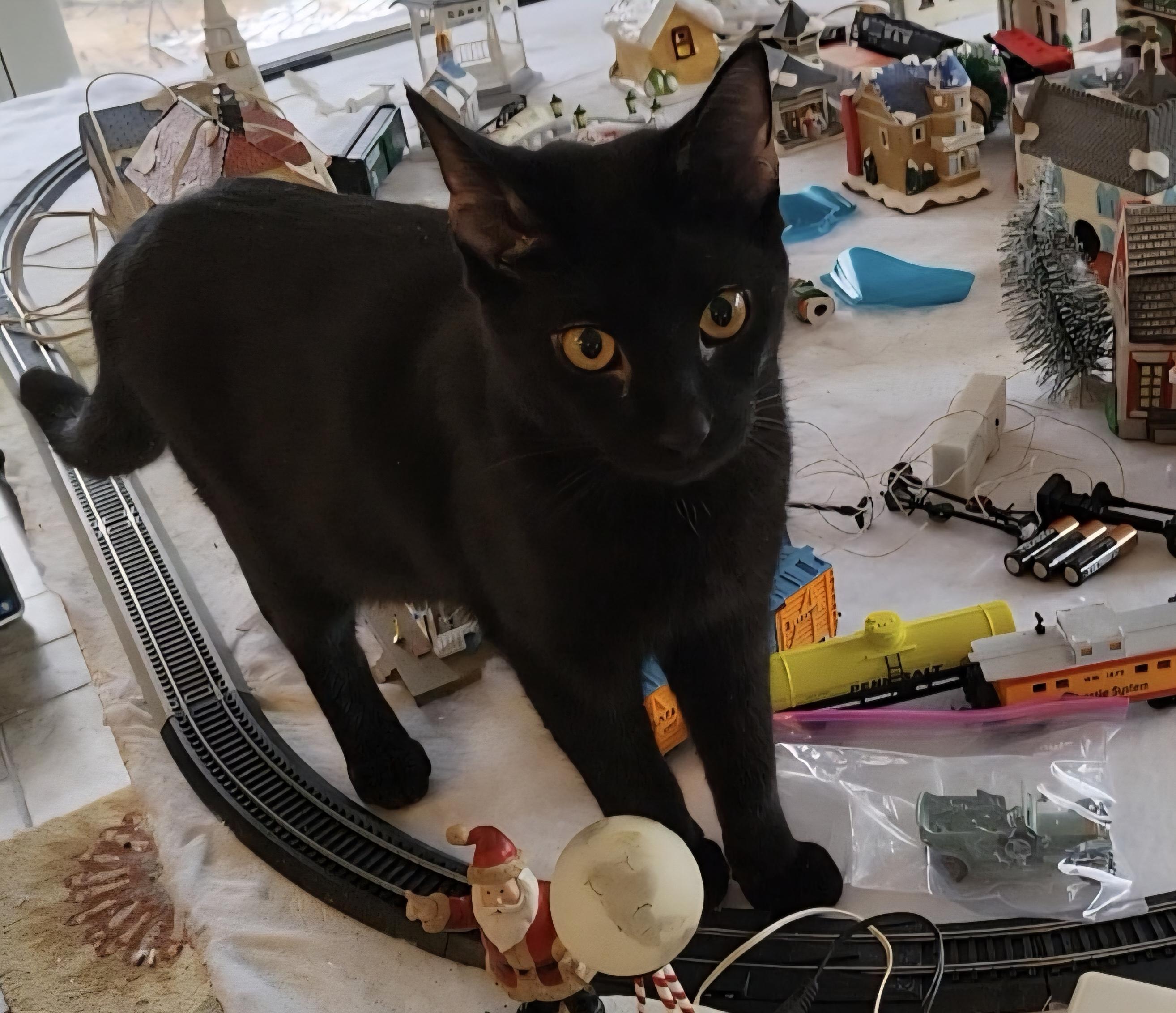 Mikah, Adoptable, Young Male Domestic Short Hair.