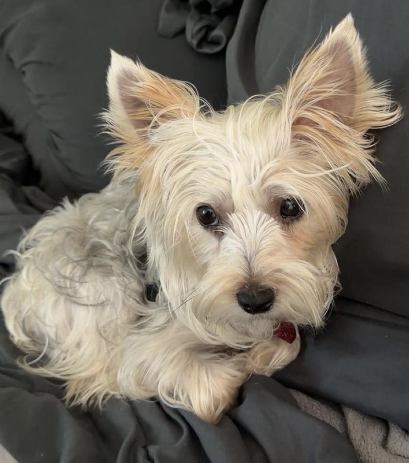 Enlarge Peaches, a Adoptable Silky Terrier in Hood River, OR image 3/3