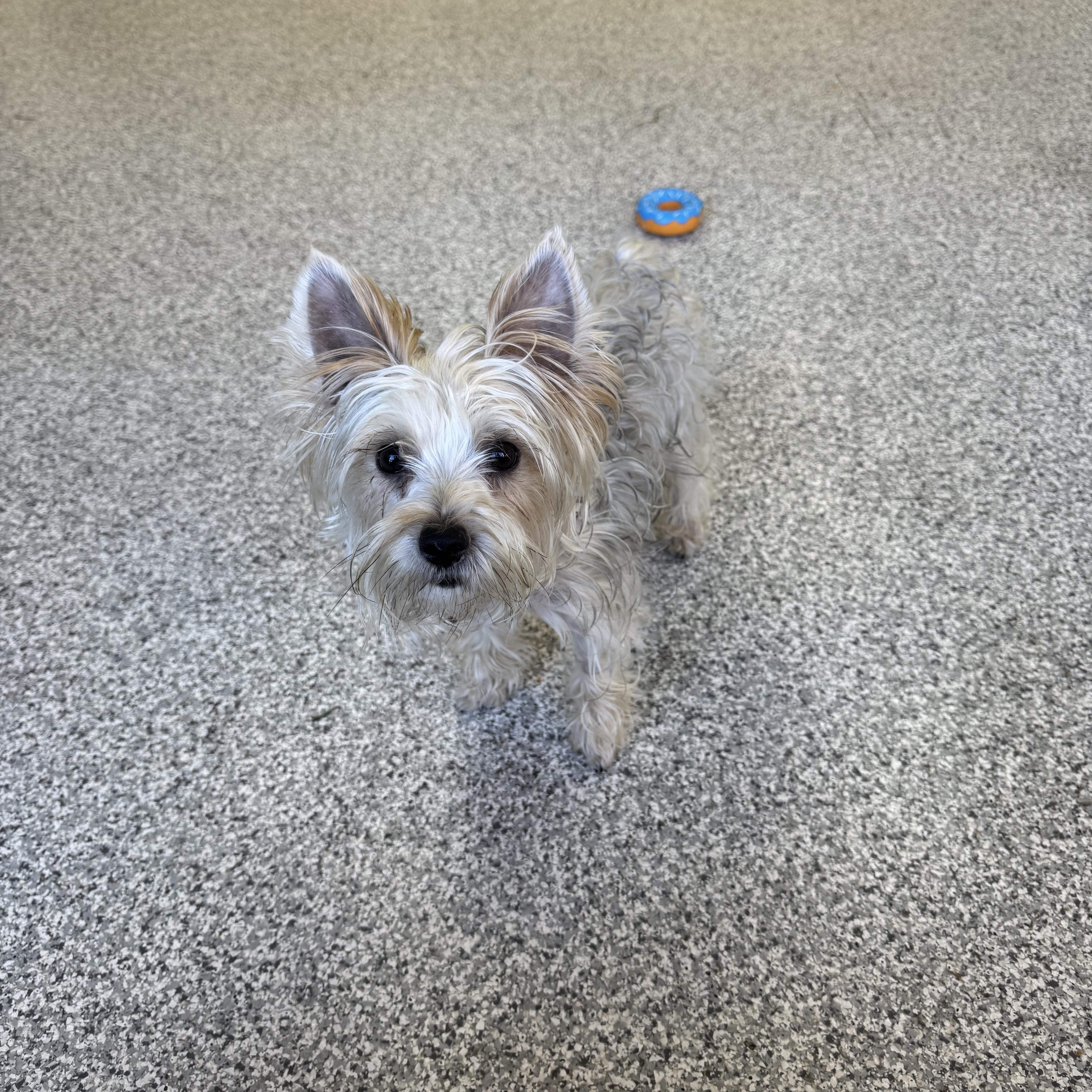 Enlarge Peaches, a Adoptable Silky Terrier in Hood River, OR image 2/3
