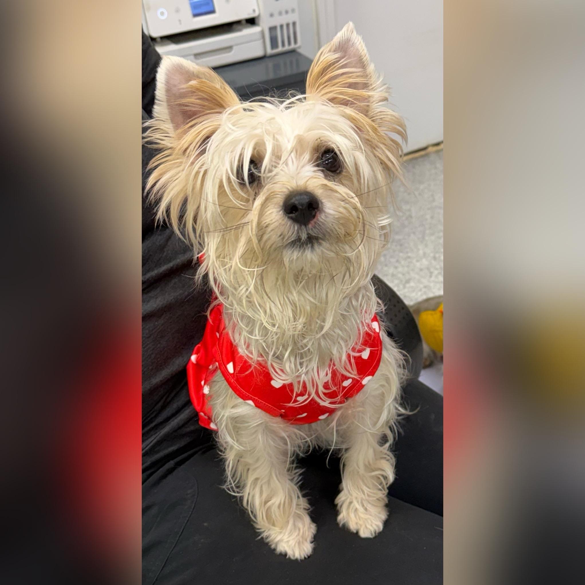 Enlarge Peaches, a Adoptable Silky Terrier in Hood River, OR image 1/3