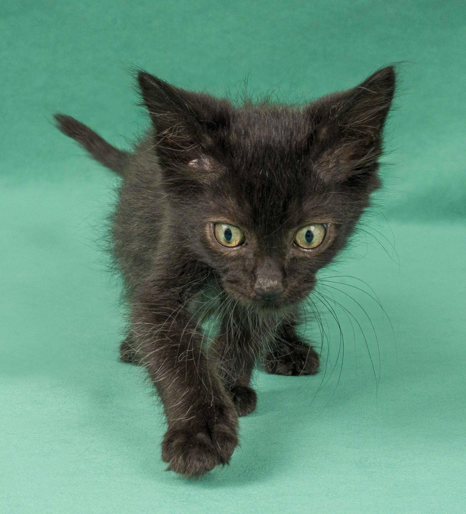 Wren, Adopted, Kitten Male Domestic Short Hair.